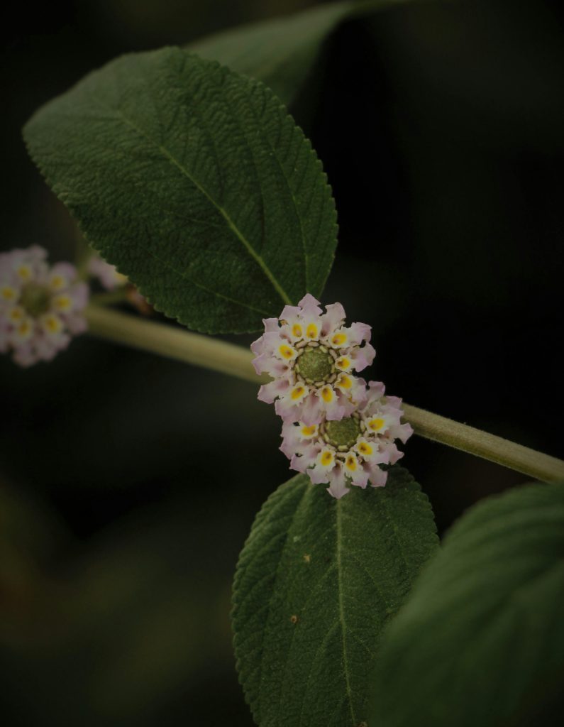 Close-up of Lippia alba flowers with green leaves showcasing colorful, medicinal plants.